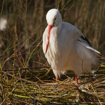 A stork is resting in its nest