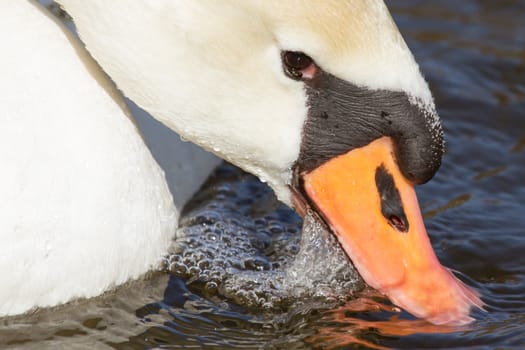 Close-up of an eating swan in a lake