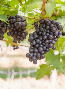 Red Grapes on the vine  in vineyard before harvest