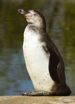 A Humboldt penguin in a dutch zoo