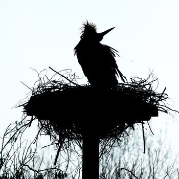 A silouette of a stork on a nest