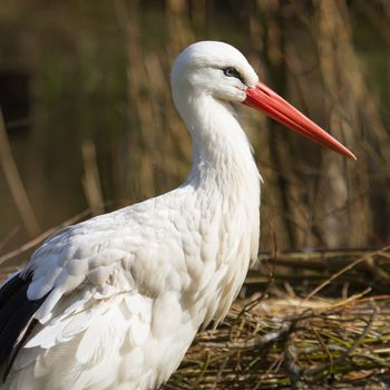 A close-up of a stork in its natural habitat