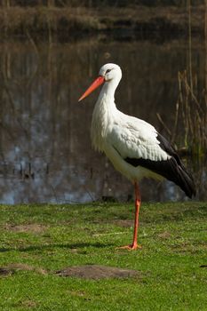 A stork in its natural habitat (Holland)