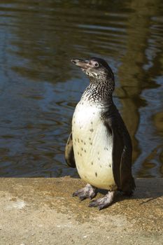 A Humboldt penguin in a dutch zoo