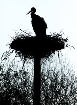 A silouette of a stork on a nest