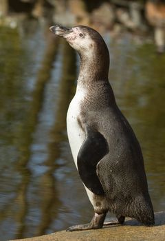 A Humboldt penguin in a dutch zoo