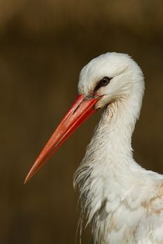 A close-up of a stork in its natural habitat