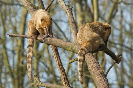 Two eating coatimundis in a tree (Holland)