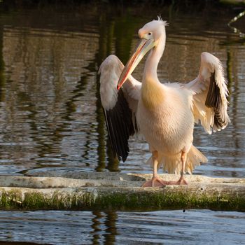 A pelican in a dutch zoo (Friesland)