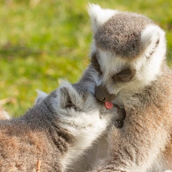 Ring-tailed lemur (Lemur catta) in a dutch zoo