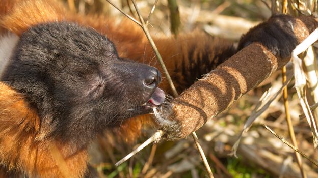 An eating crown maki in a dutch zoo