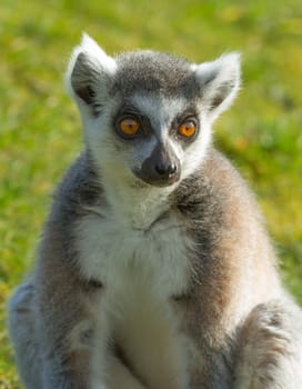 Ring-tailed lemur (Lemur catta) in a dutch zoo