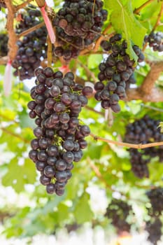 Red Grapes on the vine  in vineyard before harvest