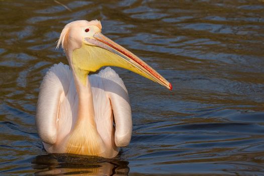 A swimming pelican in a dutch zoo