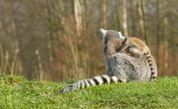 Ring-tailed lemur (Lemur catta) in a dutch zoo