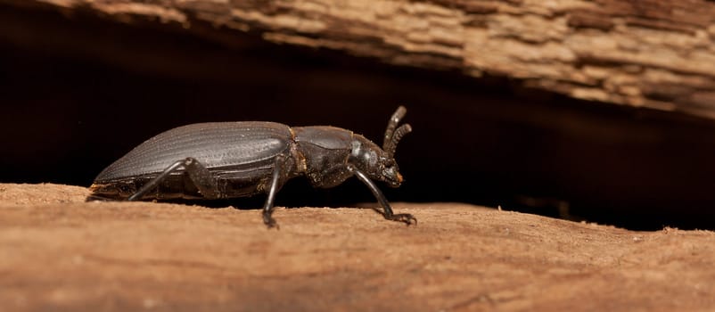 A close-up of a black beetle (Holland)