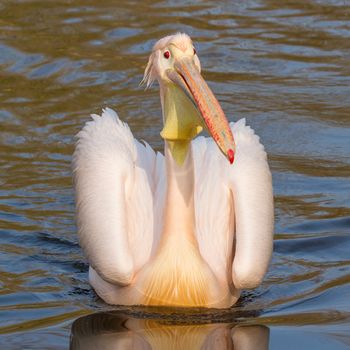 A swimming pelican in a dutch zoo