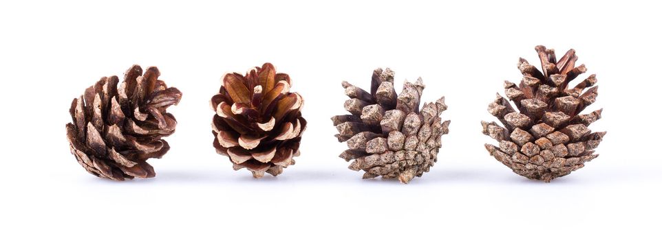 Four pine cones isolated on a white background