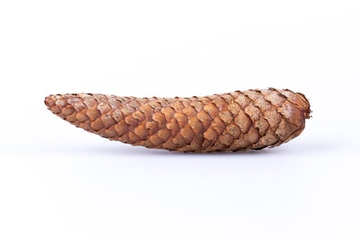 Pine cone isolated on white