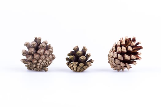 Three pine cones isolated on a white background