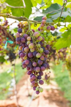 Red Grapes on the vine  in vineyard before harvest