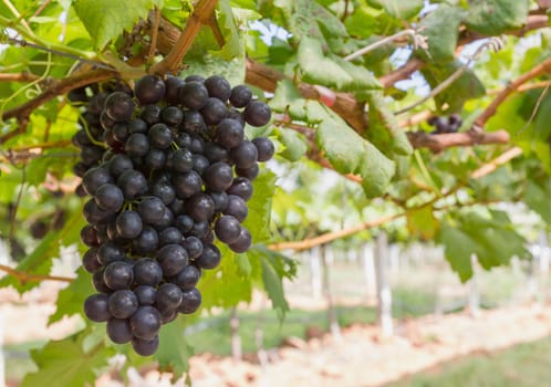 Red Grapes on the vine  in vineyard before harvest