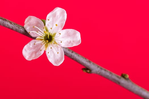 Flower in a tree on a red background (spring)