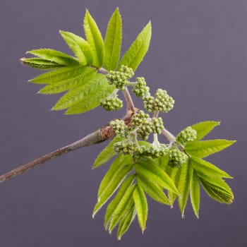 Tree in the spring (on a grey background)