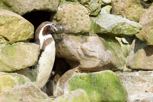 A Humboldt penguin in a dutch zoo