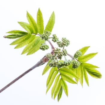 Tree in the spring (on a white background)