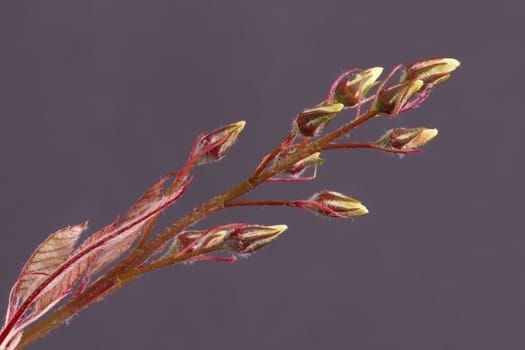 Tree in the spring (on a grey background)