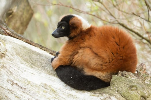Red-bellied Lemur (Eulemur rubriventer) in a dutch zoo