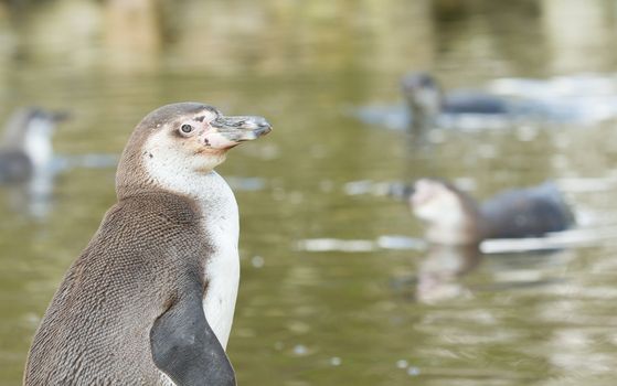 A Humboldt penguin in a dutch zoo