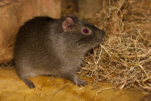 An eating wild guinea pig in a dutch zoo