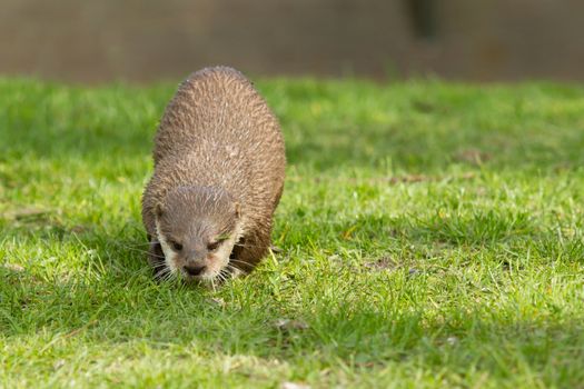 An otter is eating fish in a dutch zoo