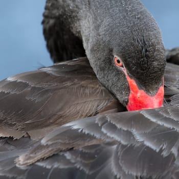 A black swan is sleeping in a dutch lake