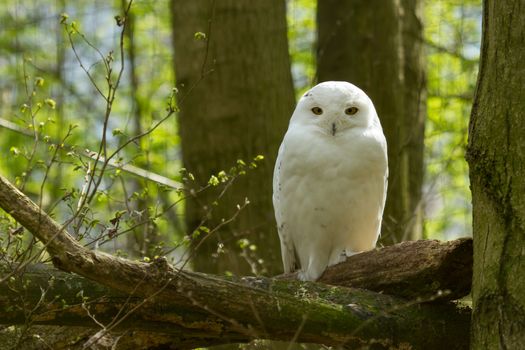 A snow owl in a dutch zoo