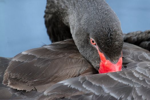 A black swan is sleeping in a dutch lake