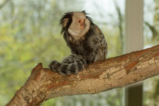 One Tufted-eared Marmoset in a dutch zoo