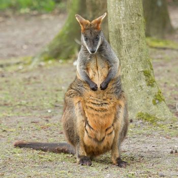 Close-up swamp wallaby in a dutch zoo