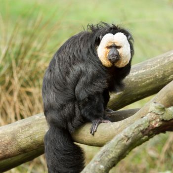 White-faced Saki (Pithecia pithecia) or also known as Golden-face saki monkey in a dutch zoo