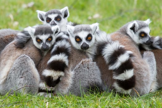 Ring-tailed lemur (Lemur catta) in a dutch zoo