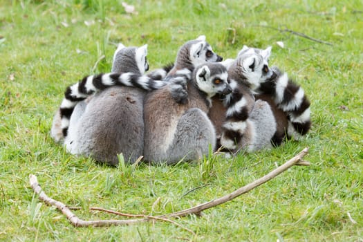 Ring-tailed lemur (Lemur catta) in a dutch zoo