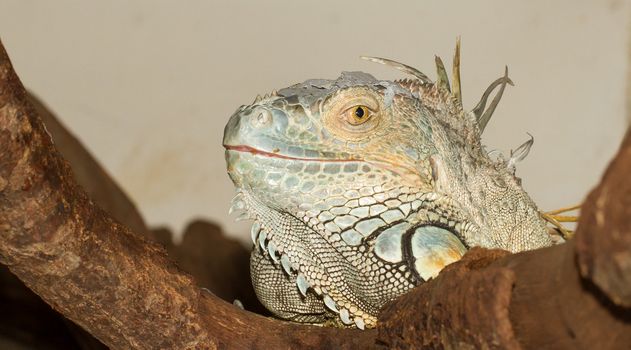 A green iguana in a dutch zoo