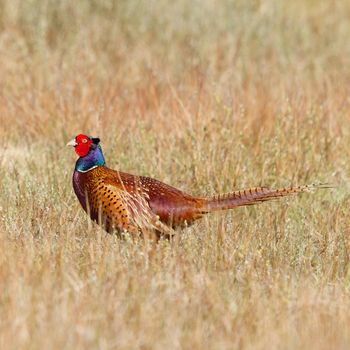 A common Pheasant in it's natural habitat