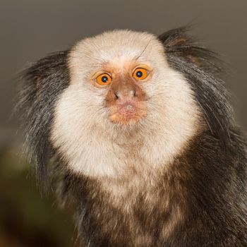 One Tufted-eared Marmoset in a dutch zoo