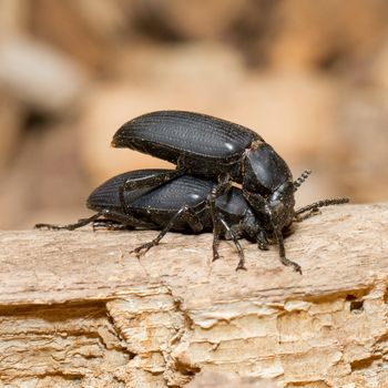 Pairing large black beetles on a piece of wood