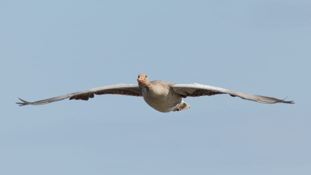 A greylag goose in flight (Schiermonnikoog, Holland)