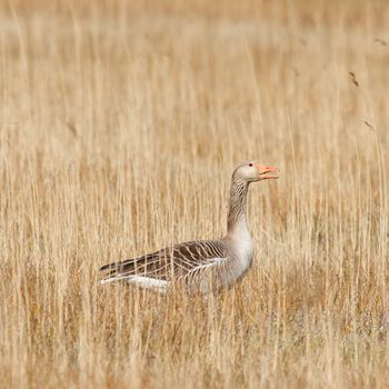 A greylag goose is hiding in the reeds