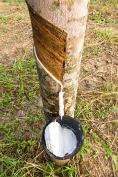 Close up of tapping latex from rubber tree in Thailand